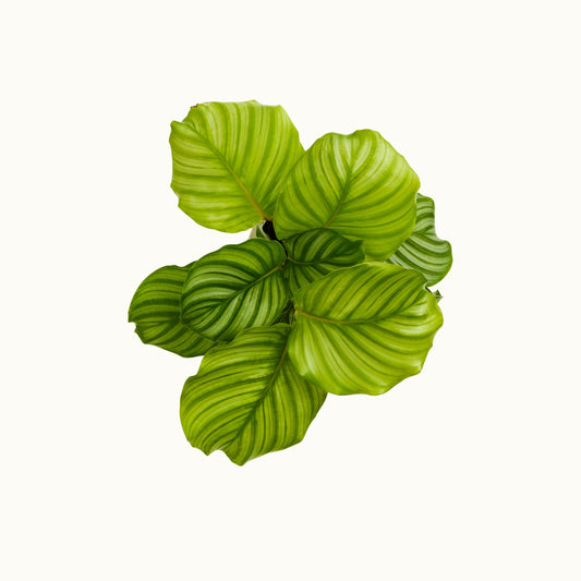 The image is a photo taken of a mature calathea plant from the top, where only the leaves are shown on an empty background.